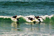 Surfen Jersey